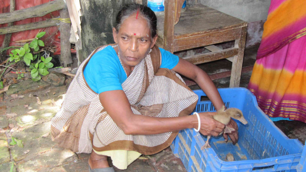 Mamata receives new ducks