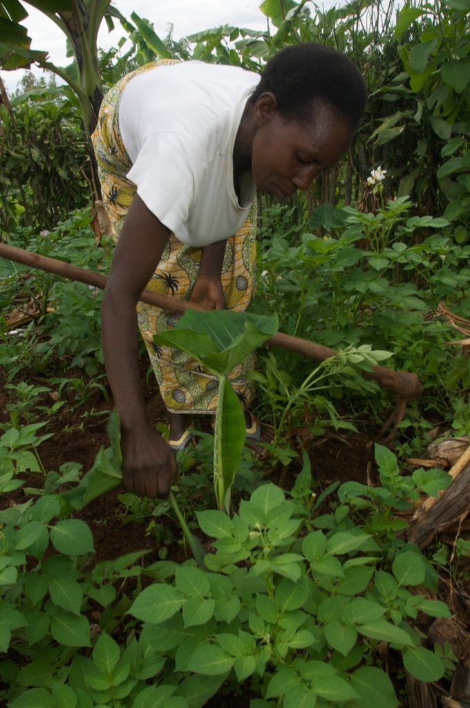 Julienne picks herbs