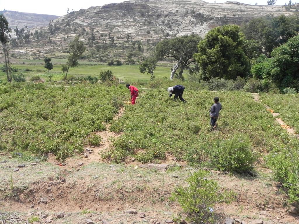 Biera, Tigray: People working in fields