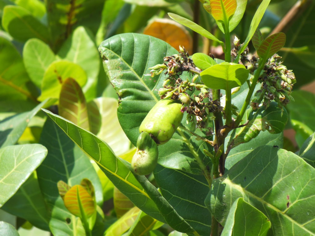 Cashew Fruit at Gbaneh Fullah