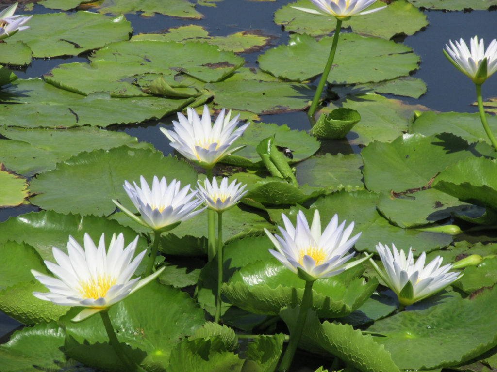 Surviving on lily tubers in Namibia