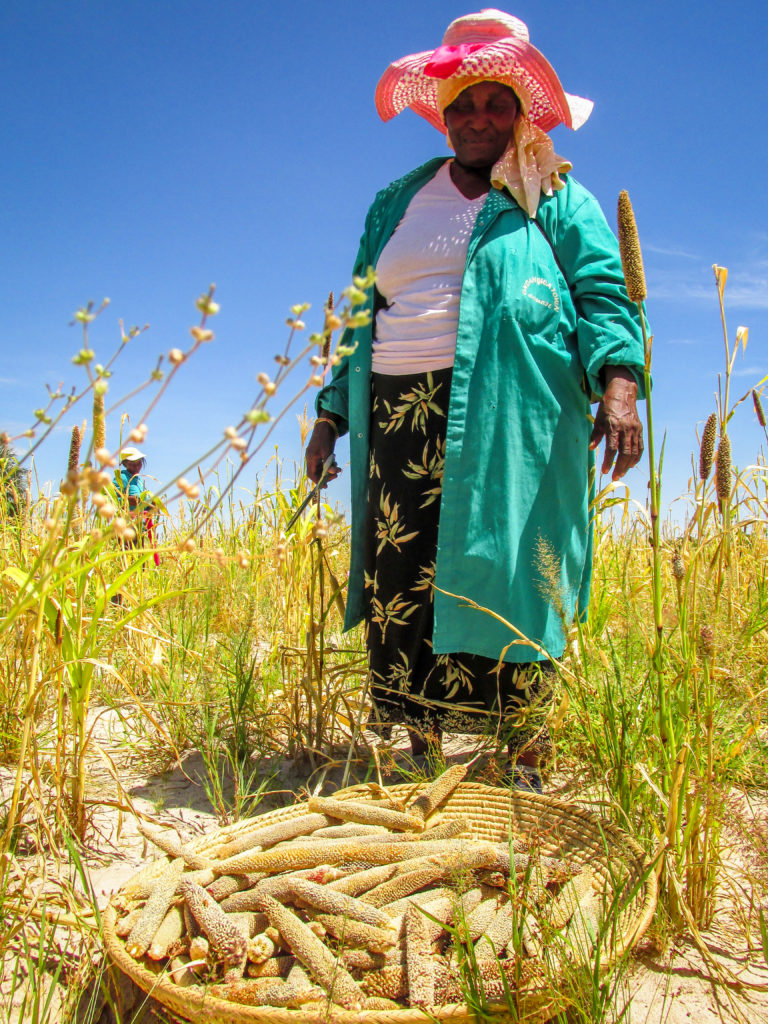 Anna harvesting millet in Namibia - CAFOD