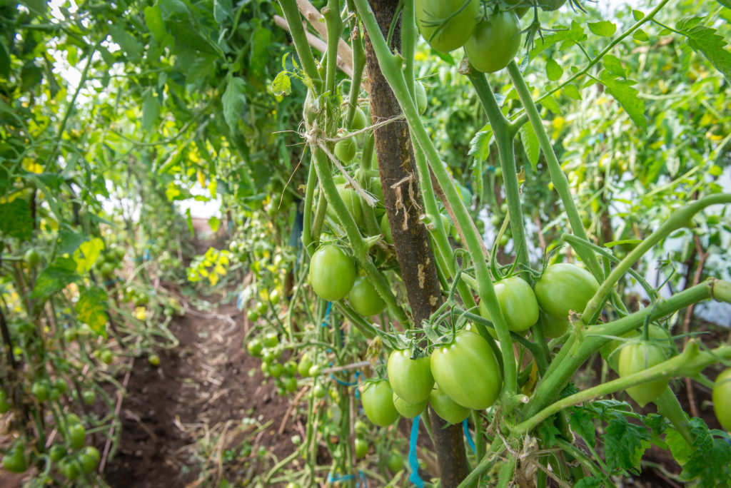 Tomatoes growing in Kenya