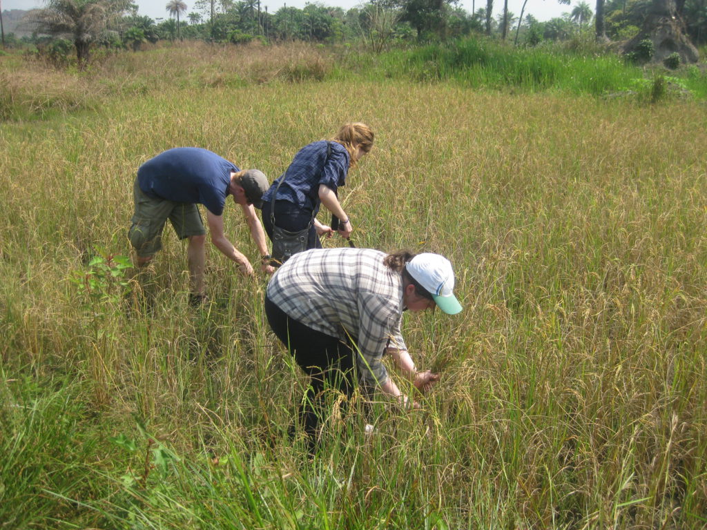 Julia and the other Gappers harvesting rice in Sierra Leone