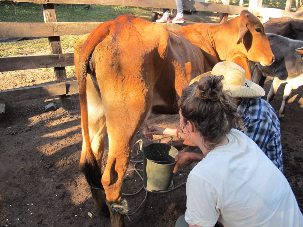 Milking cows