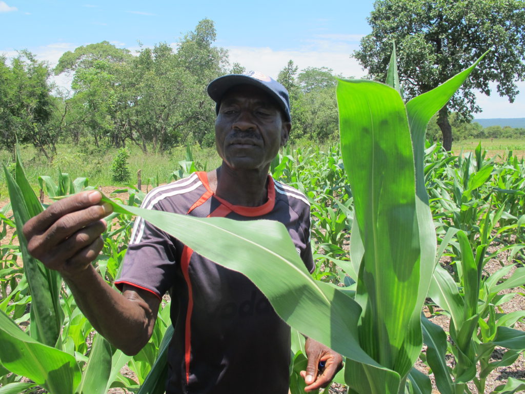 CAFOD's support has helped Mpofu to increase the amount of food he grows