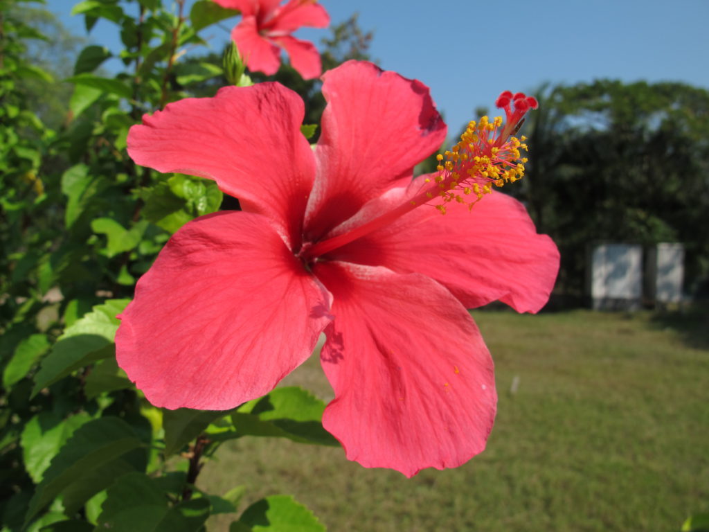 Red hibiscus blossom, Bangladesh