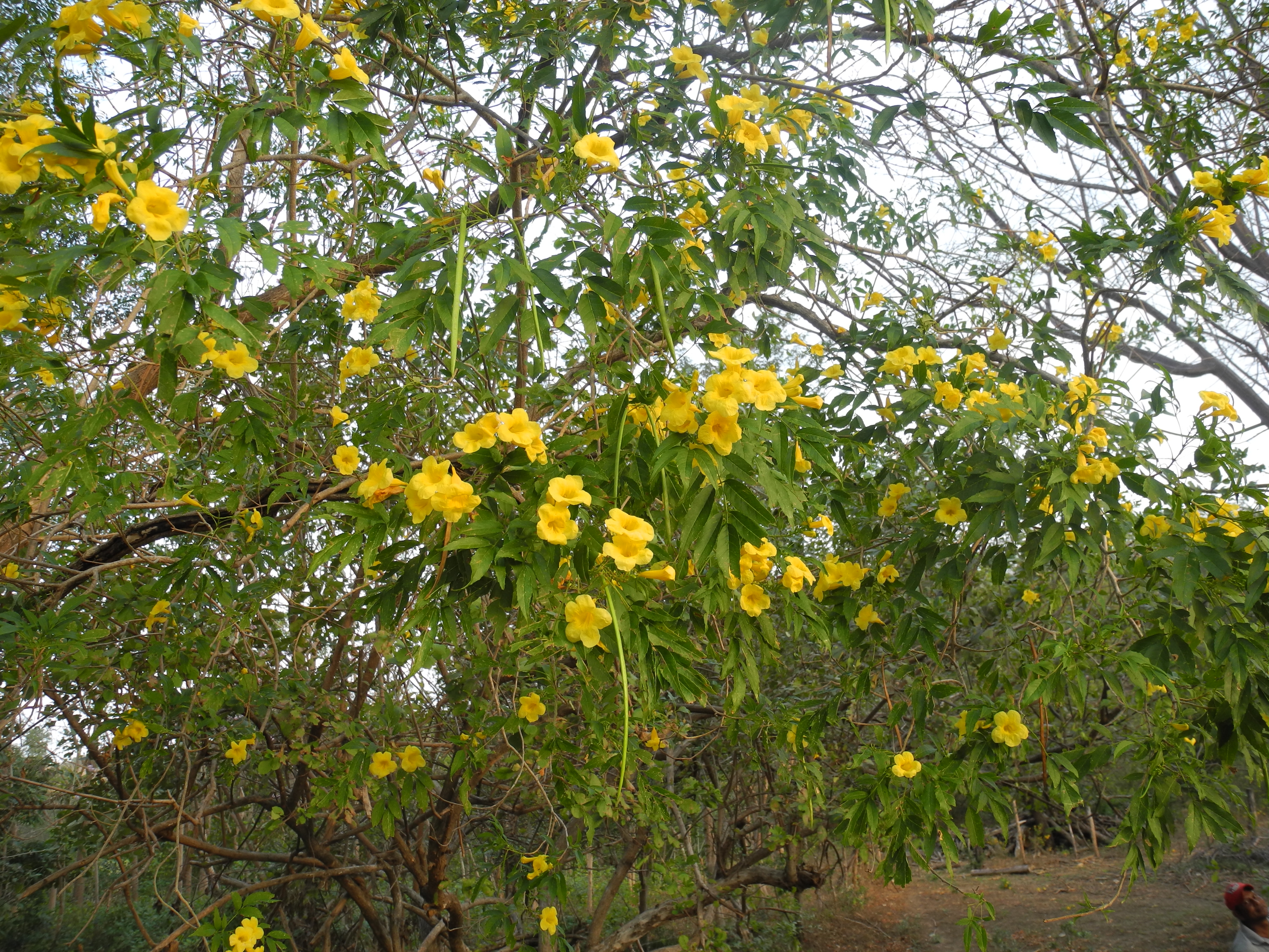 Flowers in Nicaragua