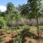 And we have an amazing 3040 brand new trees around the dam site. They will help protect the dam from drying up again.