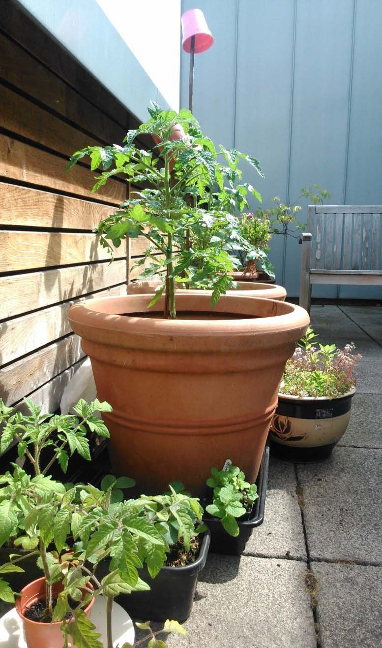 The small, but growing, terrace garden at Romero House