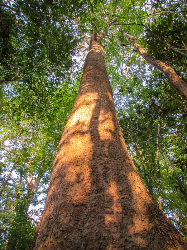 Cambodia- forest