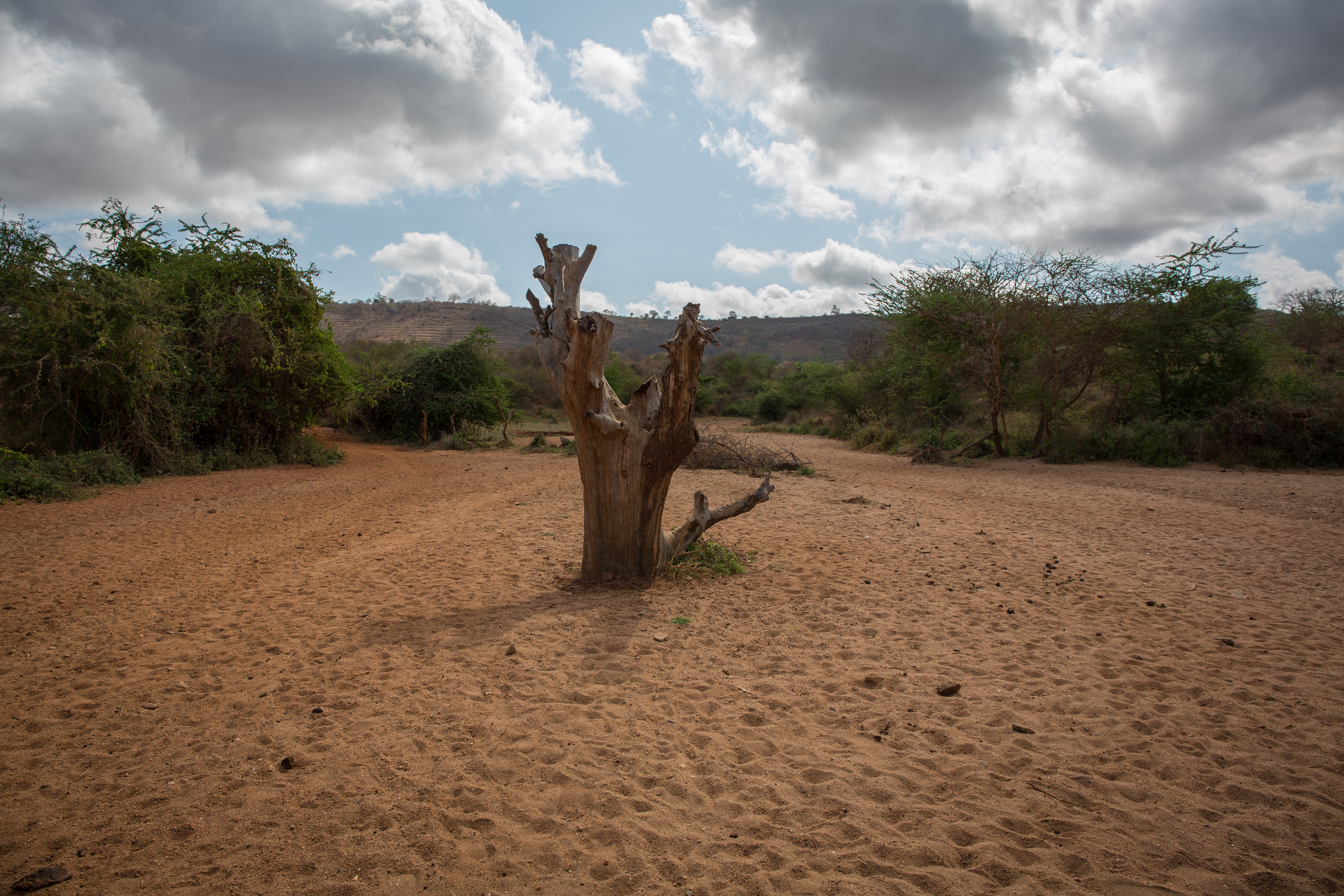 Tree in the old Musosya Dam