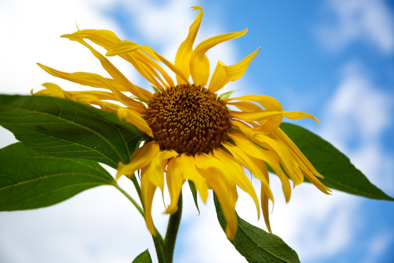 Bernard's parish garden provides flowers throughout the year 