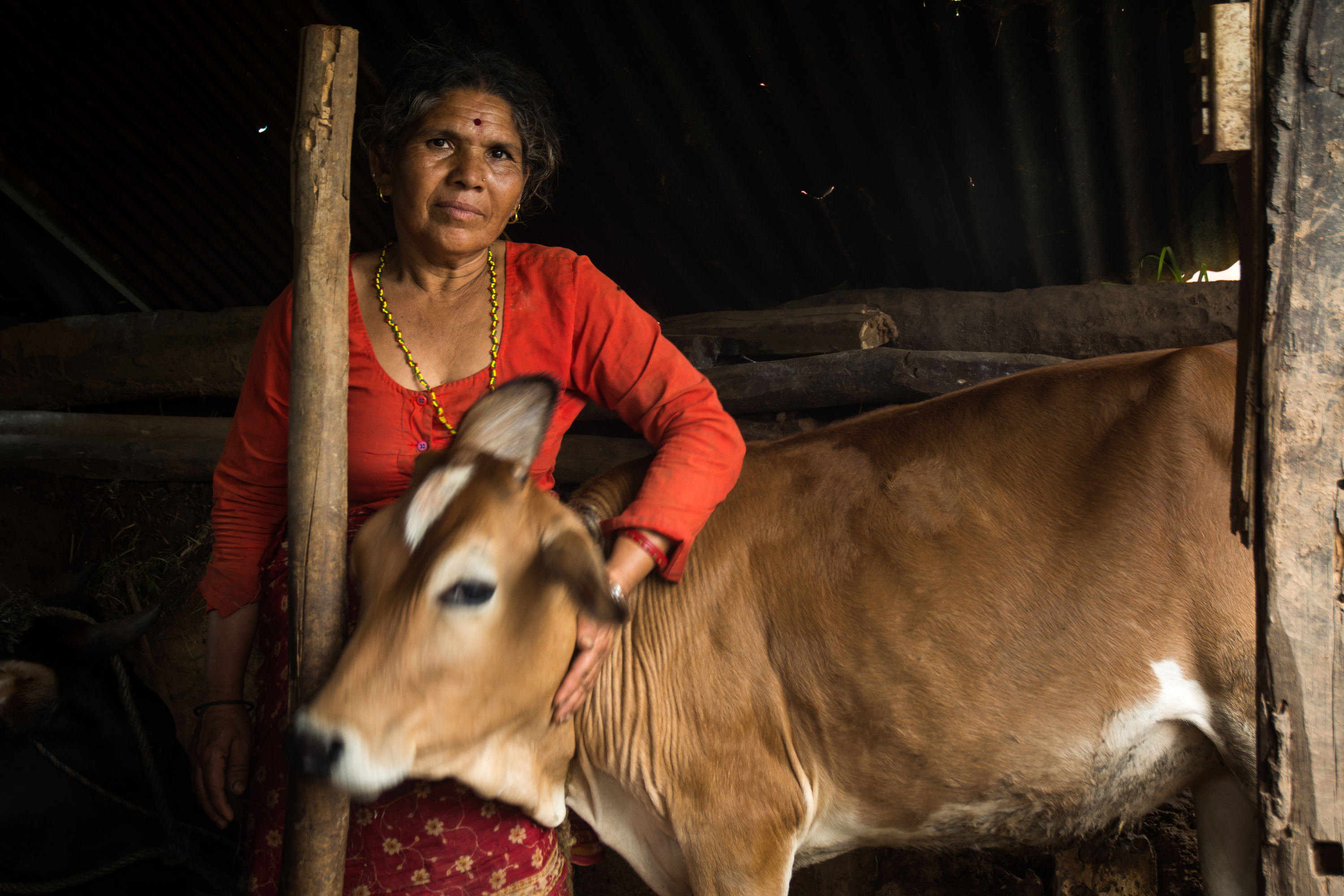 Rama Nepal, 53, who saved her calf from the rubble after the earthquake