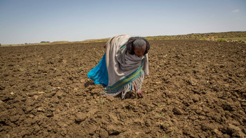 Ethiopia Food Crisis - Herit in her field