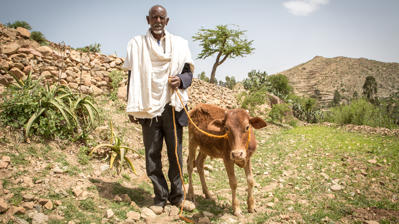 CAFOD Ethiopia Food Crisis appeal - Baraki with cow