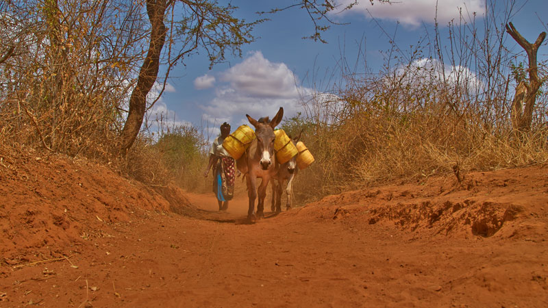 Stella walking to collect water with her donkeys