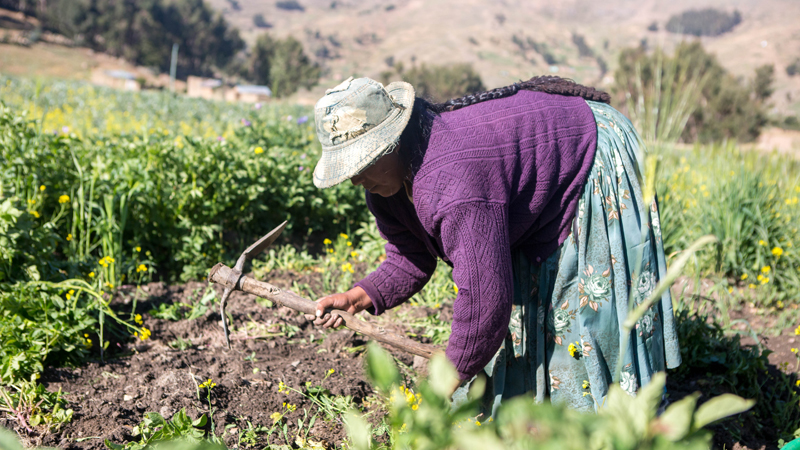 Nicanora harvests potatoes in the Altiplano, Bolivia