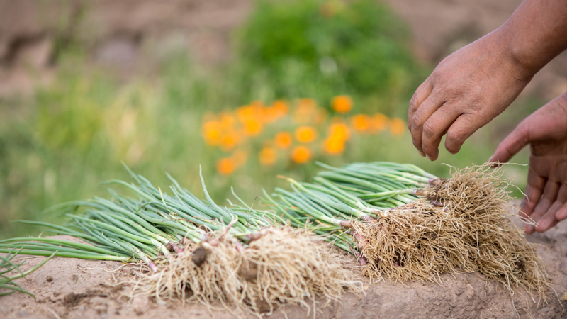 Nicanora and her family will plant a vegetable garden on their farm in the Altiplano, Bolivia