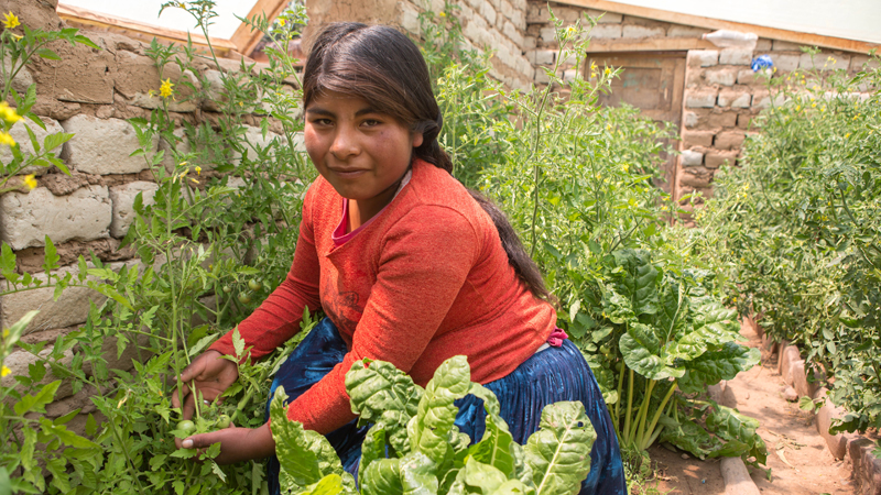 Rebeca tends to tomato plants in the greenhouse her family built with CAFOD's partner