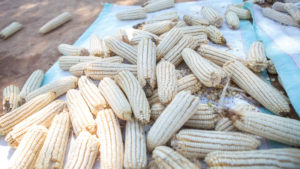 Maize grown in Zambia