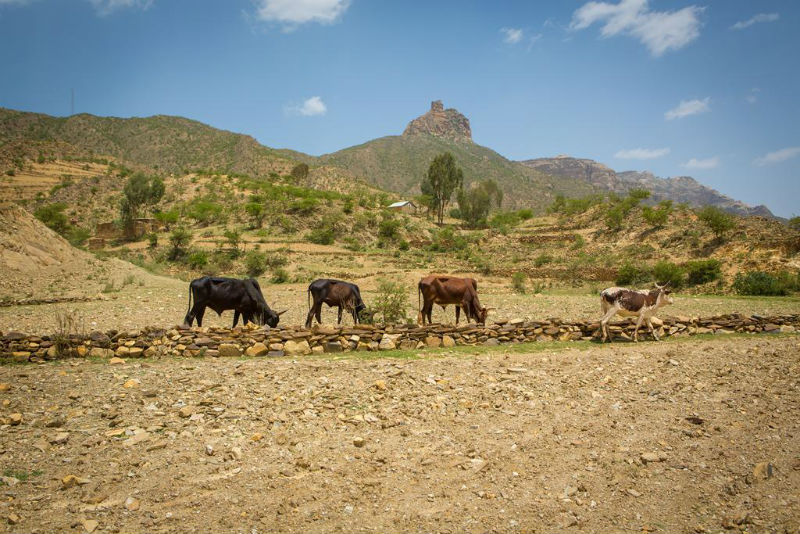 Cows in desert