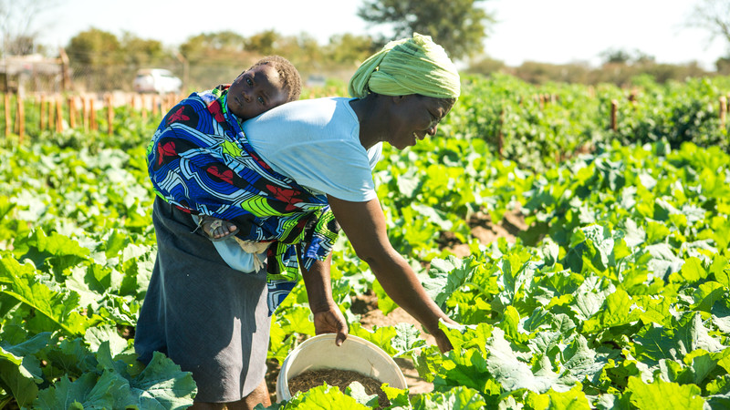 Community vegetable garden in Marian's village, Zimbabwe