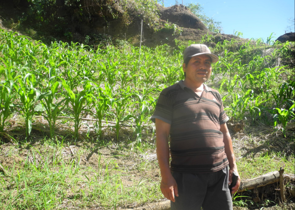 Segundo showing us his corn field.