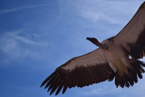 A vulture in flight photographed from below by Jeremy Cain