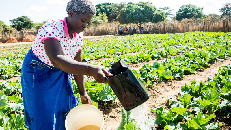 Vegetable gardens can provide nutritious food for a whole community