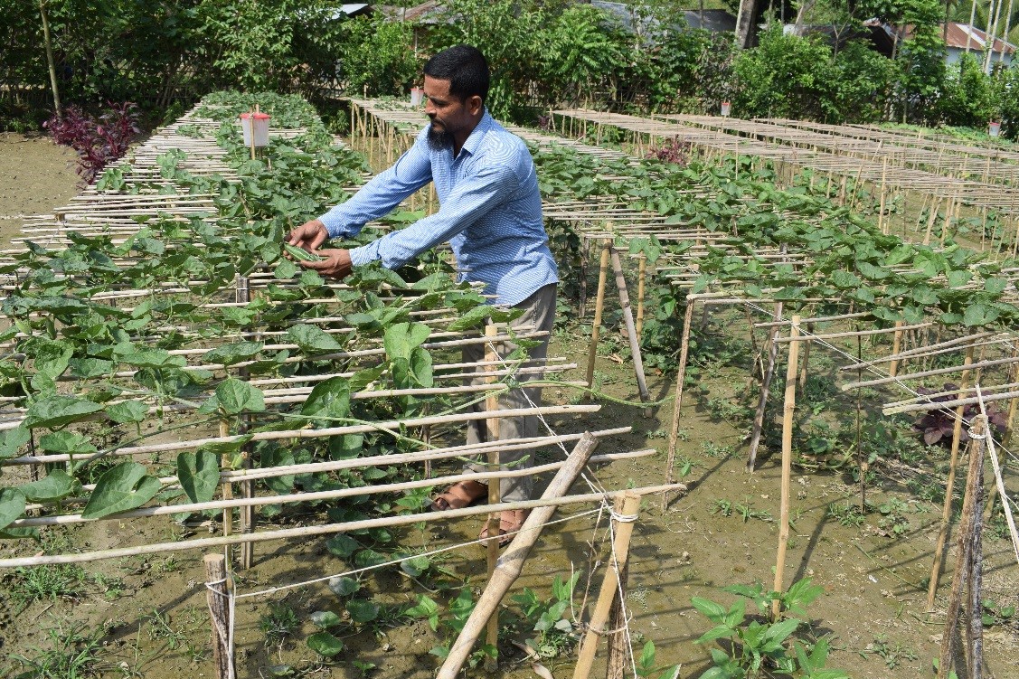 Jamal Hossain displaying pointed gourd, grown using vermi compost and herbal pesticides