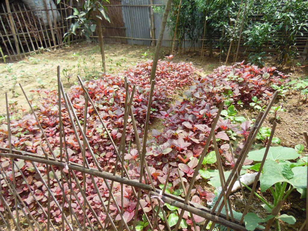 MFIII Vegetable gardening