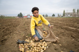 Karim picking potatoes.