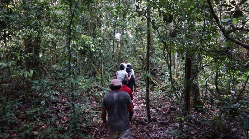 A group of people walking through trees in the Amazon region of Brazil