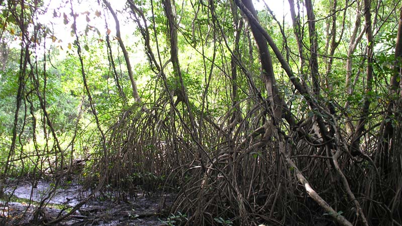 Above-ground roots of mangrove trees in sunlight