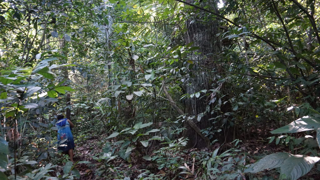 Dona Maria stands in the Amazon rainforest in Brazil.