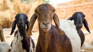 Goats in Niger