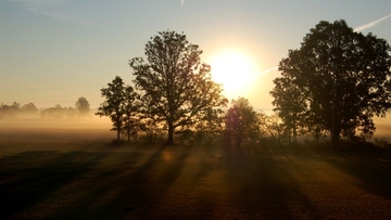 Sunrise above trees