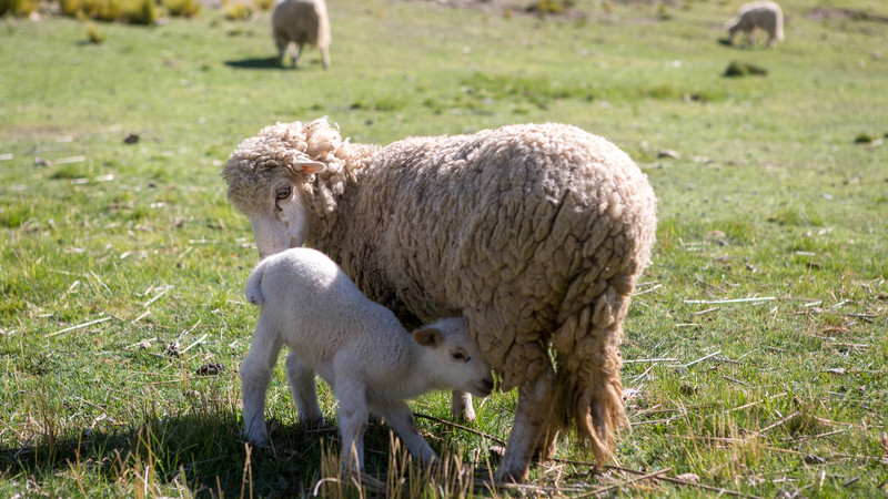 A lamb nuzzles its mother in a field in Bolivia