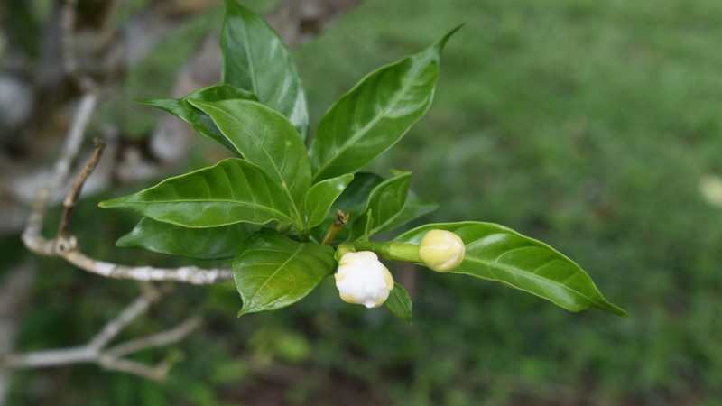 Tree with green leaves and white buds