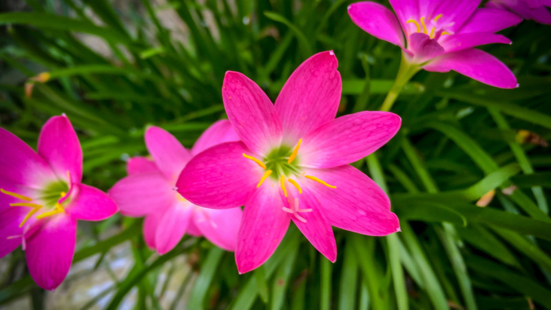 Spring flowers