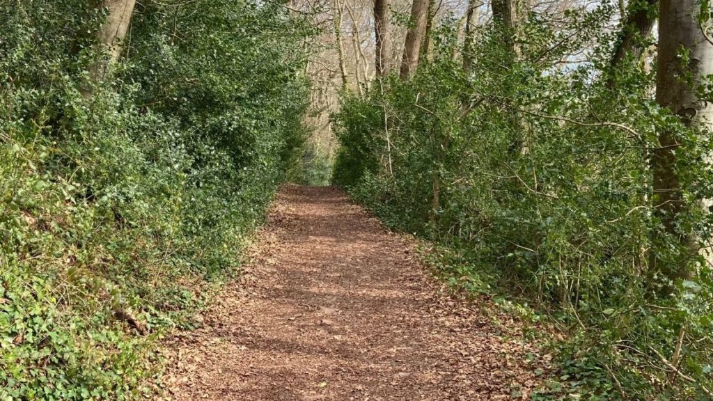 A brown path between trees in the wood