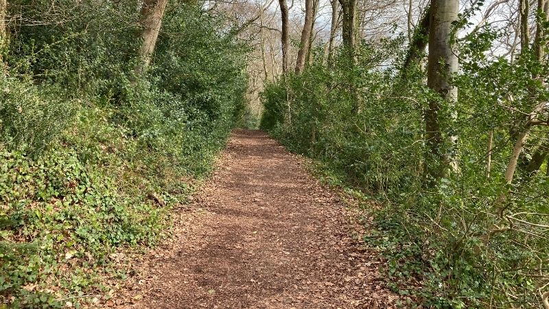 A mud path through the woods