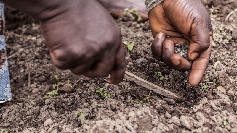 close up of hands planting seeds in the earth