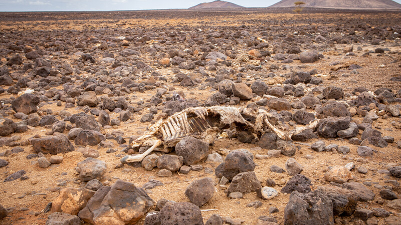 The skeleton of a livestock animal and a dry landscape in northern Kenya